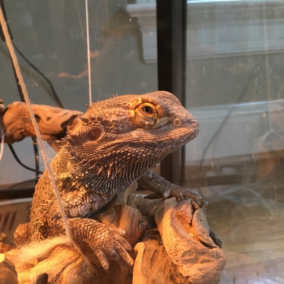 Time to gather some blues!! - Picture 2 of 7